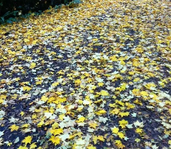 Markree Castle Otel 4*